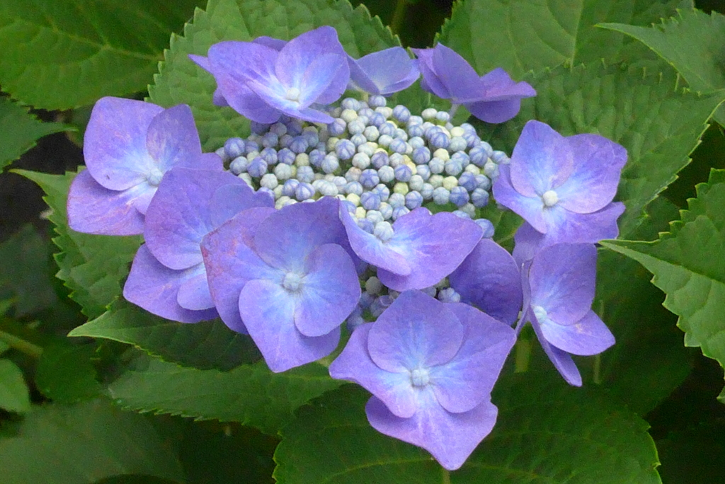 P1230489　あじさい