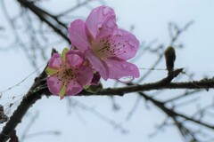 P1034975 (2)　冬の桜