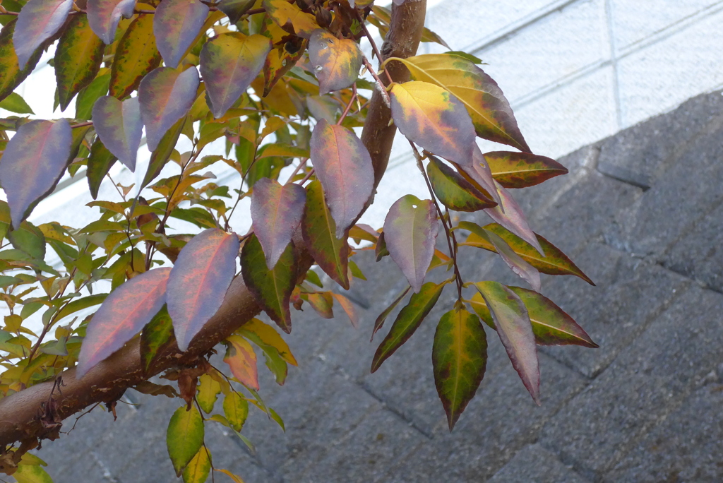 P1390313　個性派