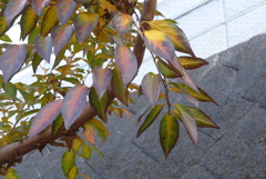 P1390313　個性派