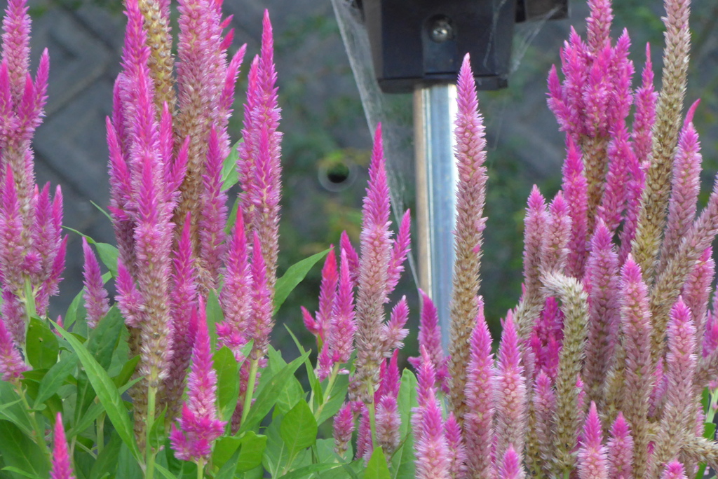 P1310270　夏の終わり