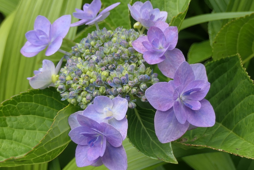 P1023866　紫陽花