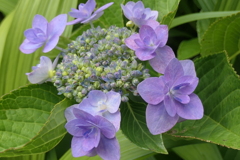 P1023866　紫陽花