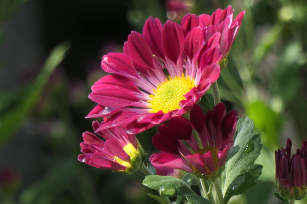 P1069431　菊