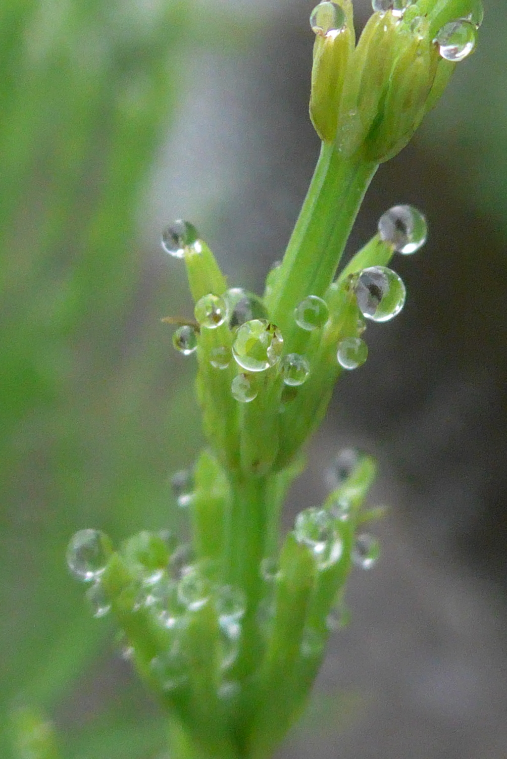 P1320516　スギナの朝露