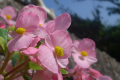 P1160116　ベゴニア