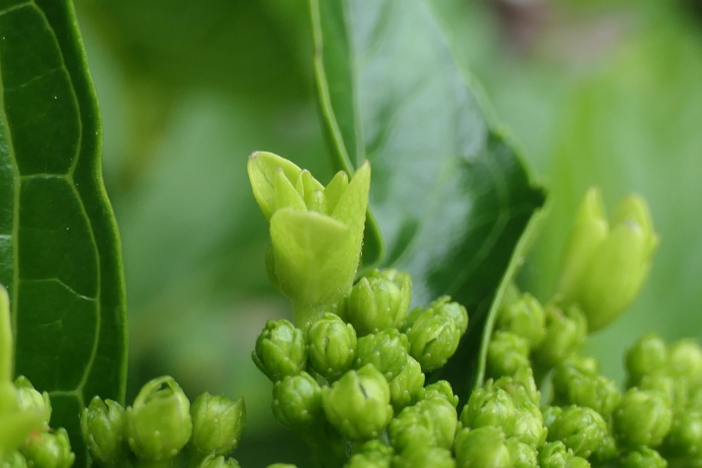 P1023764　5月のアジサイ