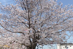 P1380084　桜