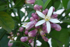 P1260961　レモンの花