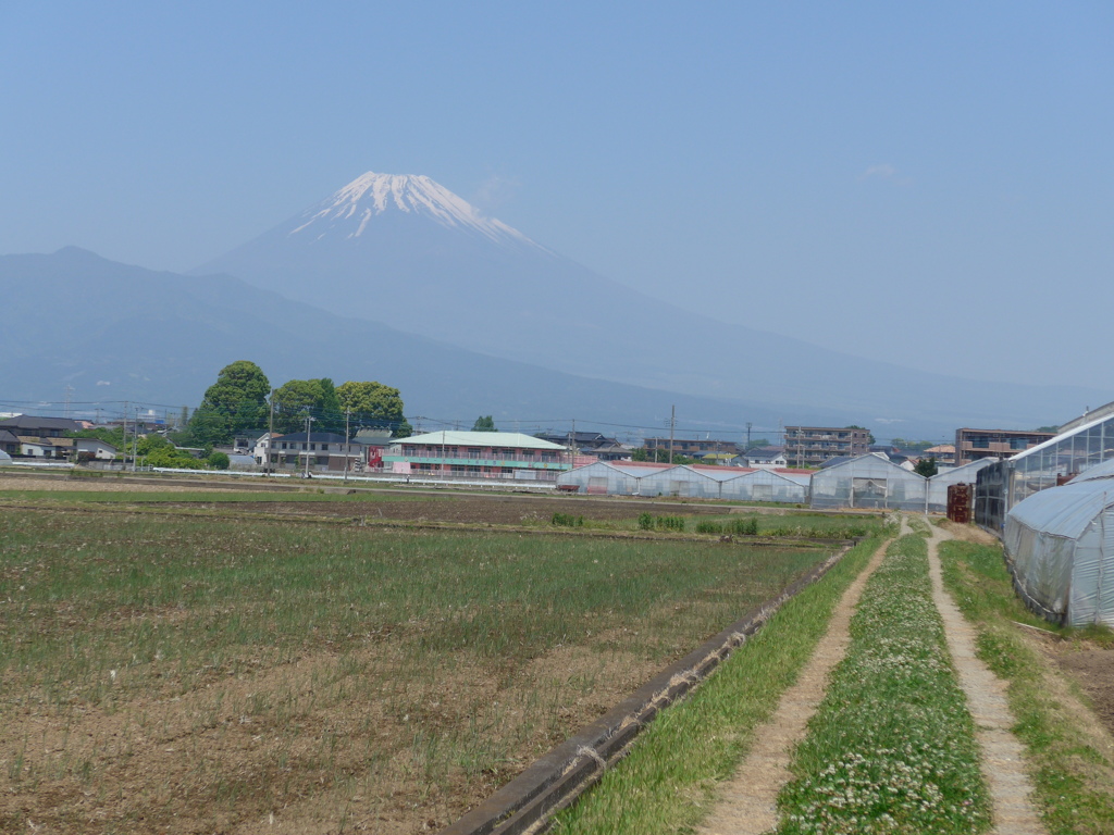 P1090224　５月５日 田圃と富士山