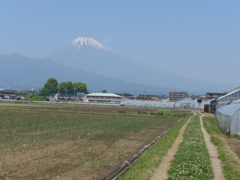 P1090224　５月５日 田圃と富士山