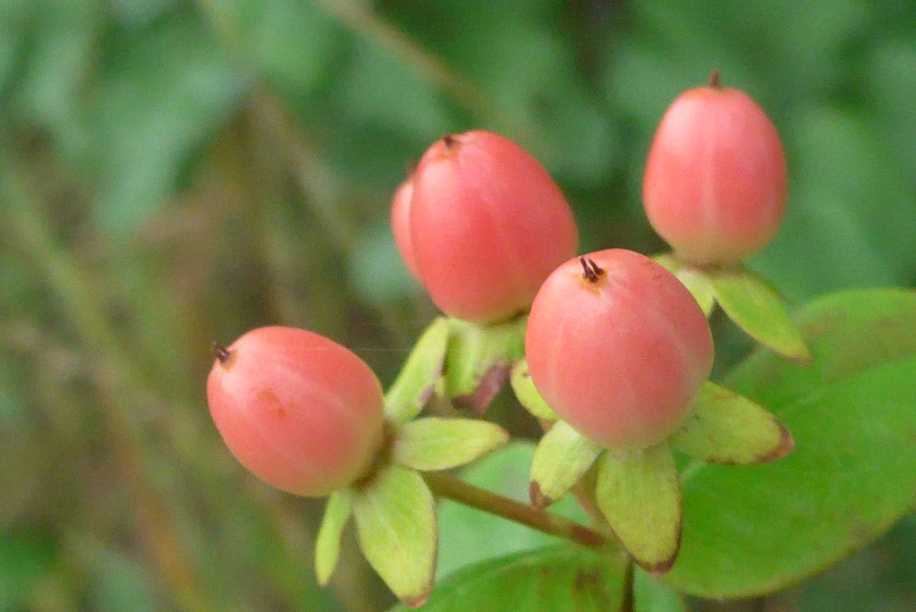 P1230652　ヒペリカム