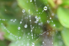 P1080817　蜘蛛の糸と雫
