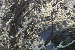 P1140158　白い桜