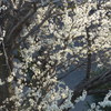 P1140158　白い桜