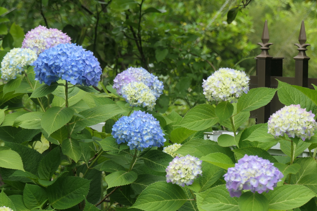P1080241　紫陽花