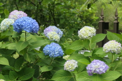 P1080241　紫陽花