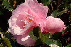 P1310818　山茶花
