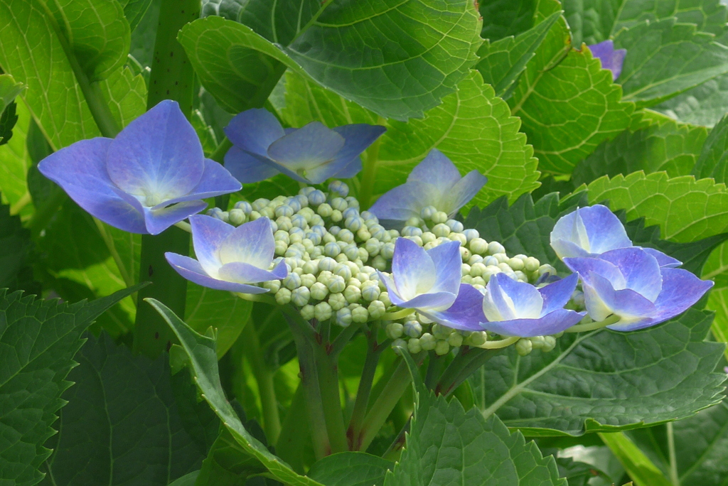 P1230318　あじさい