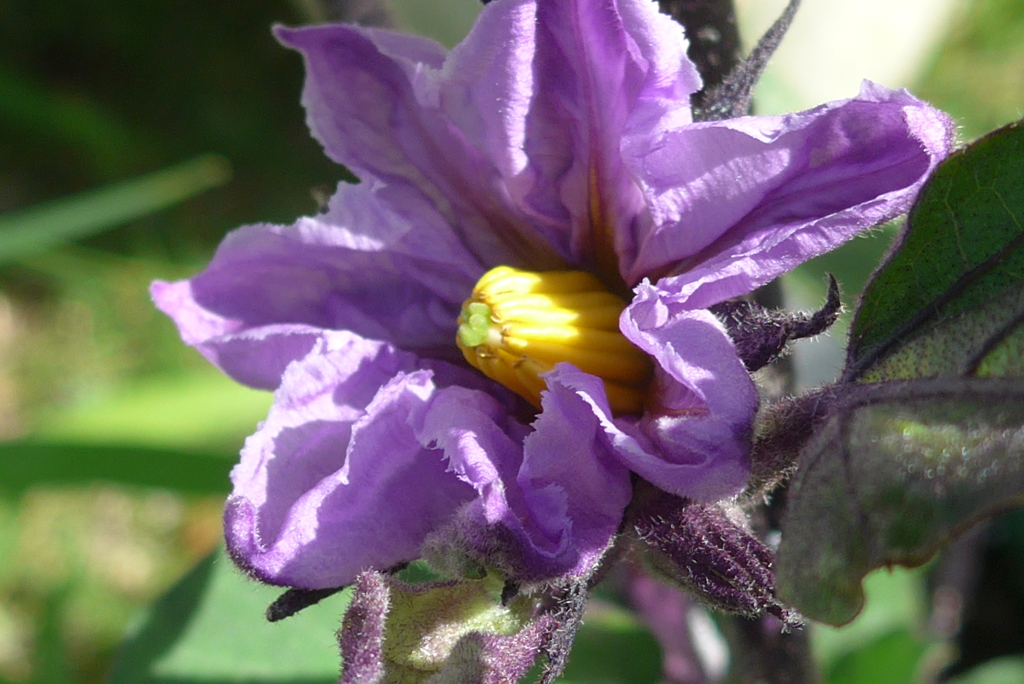 P1270377　ナスの花