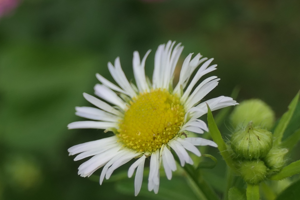 P1080879　ヒメジョオン