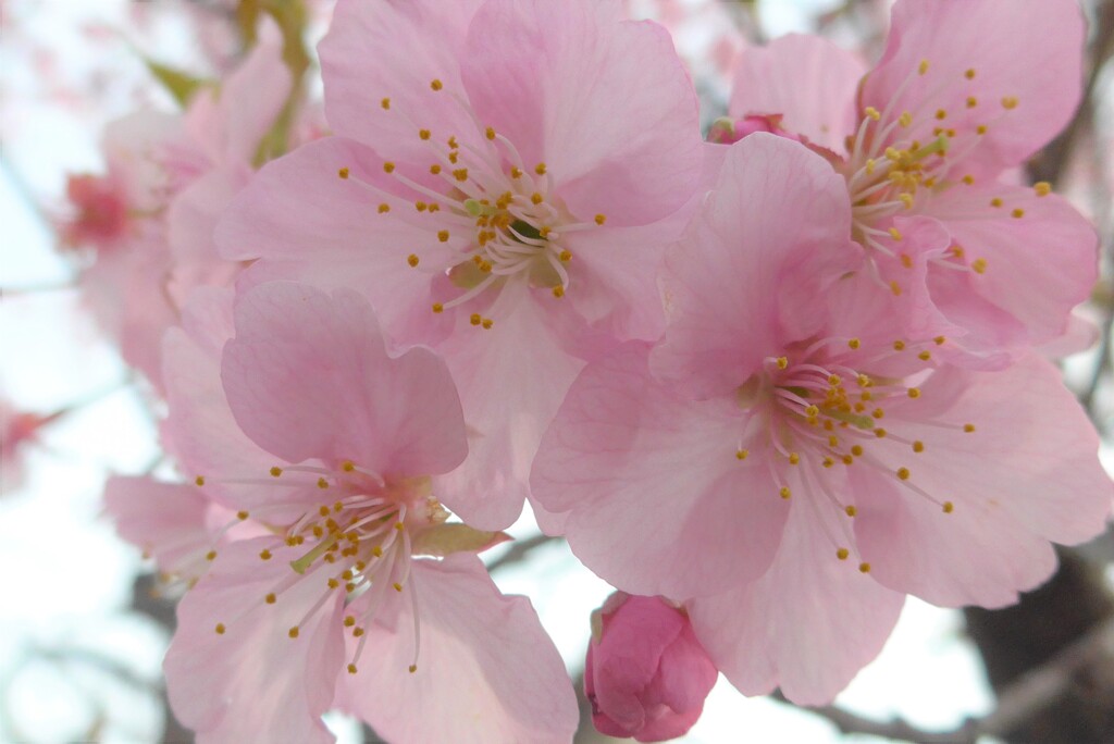 P1320137 (2)　河津桜