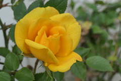 P1079996　ミニバラ