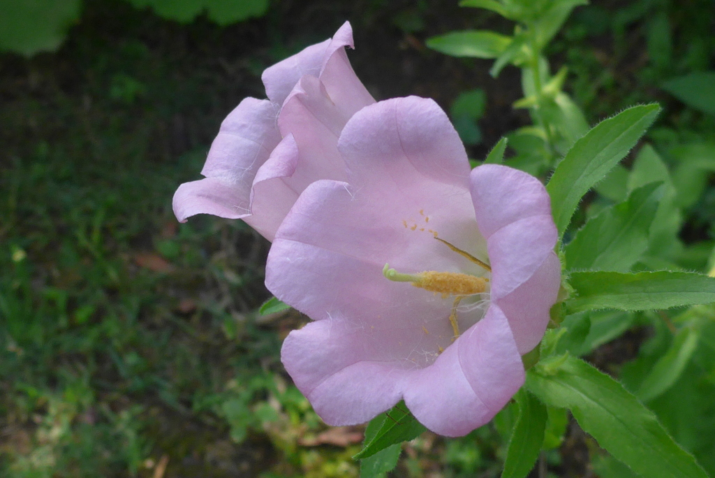 P1090512　やさしい色