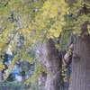 P1370213　イチョウの樹