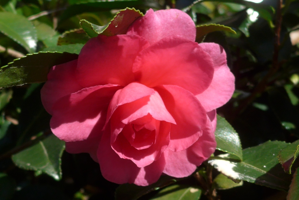 P1390281　山茶花