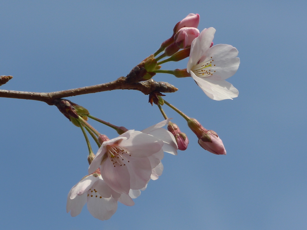 P1080003　青空と♪