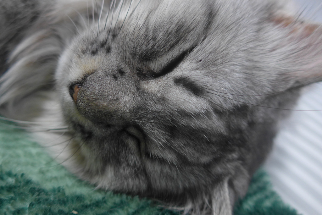 P1100361　ねむりねこ