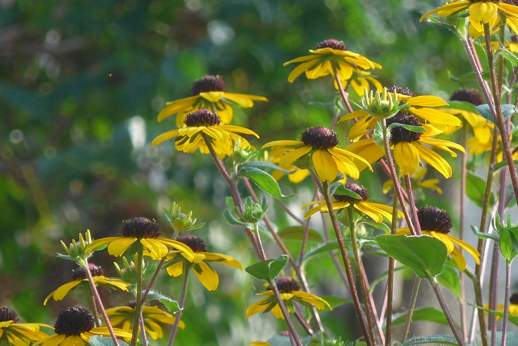P1280074　夏の花