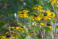 P1280074　夏の花