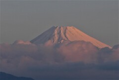 P1260487 (2)　3月23日 朝焼け富士