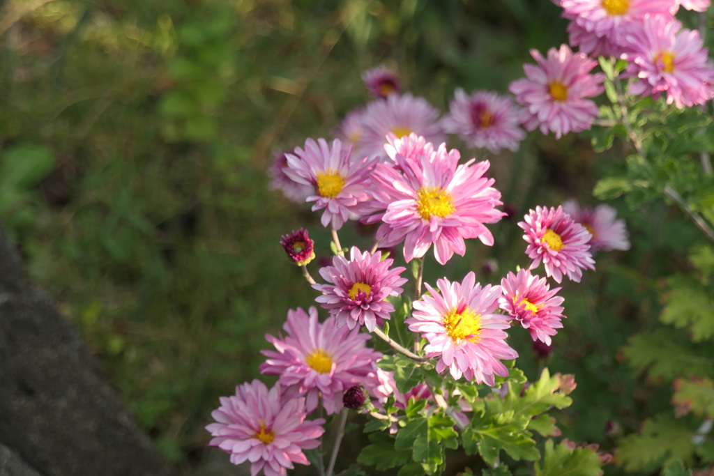P1034721　小菊