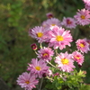 P1034721　小菊