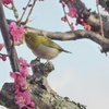 P1200036　メジロさん ♪