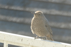 P1081070　お客様