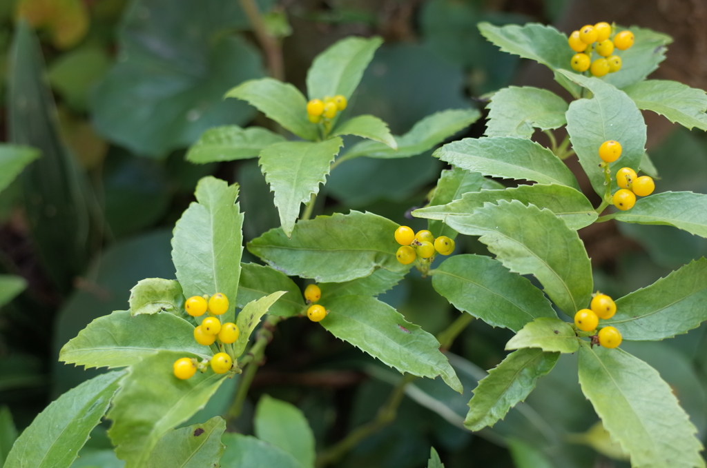 R0352021　センリョウ