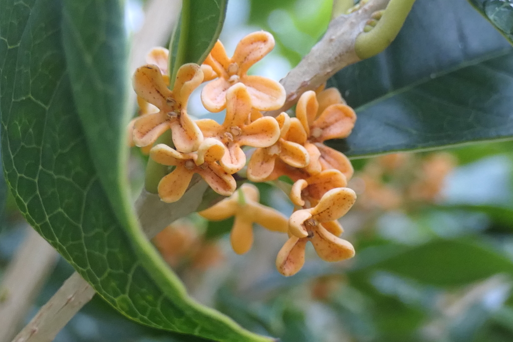 P1080848　キンモクセイ