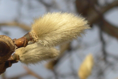 P1280951　いつもの公園で・コブシ