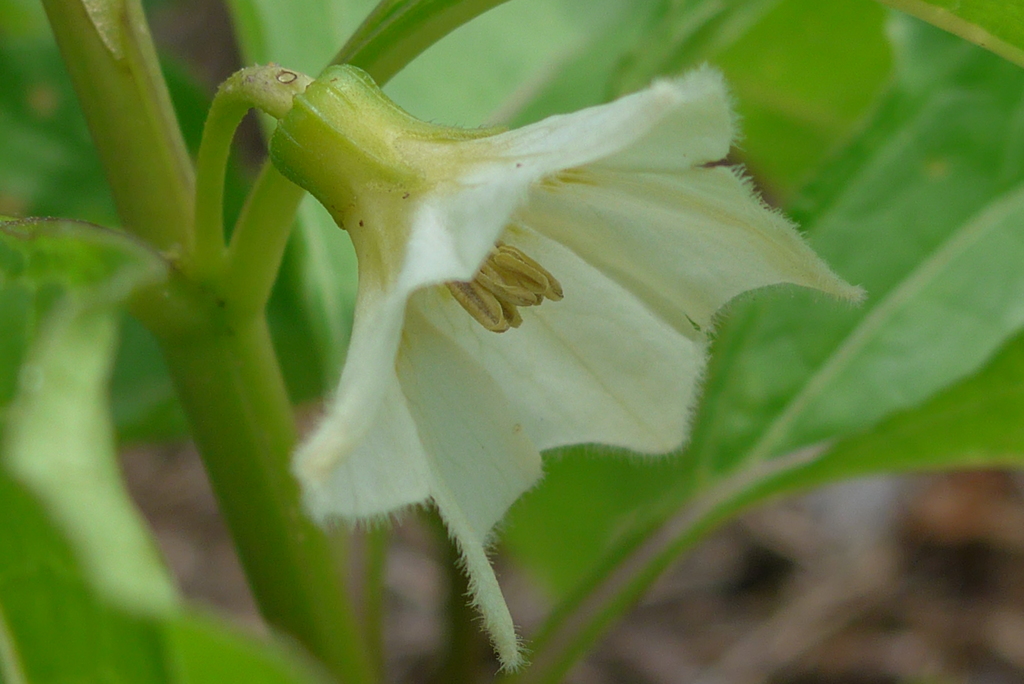 P1150723　ホオズキの花