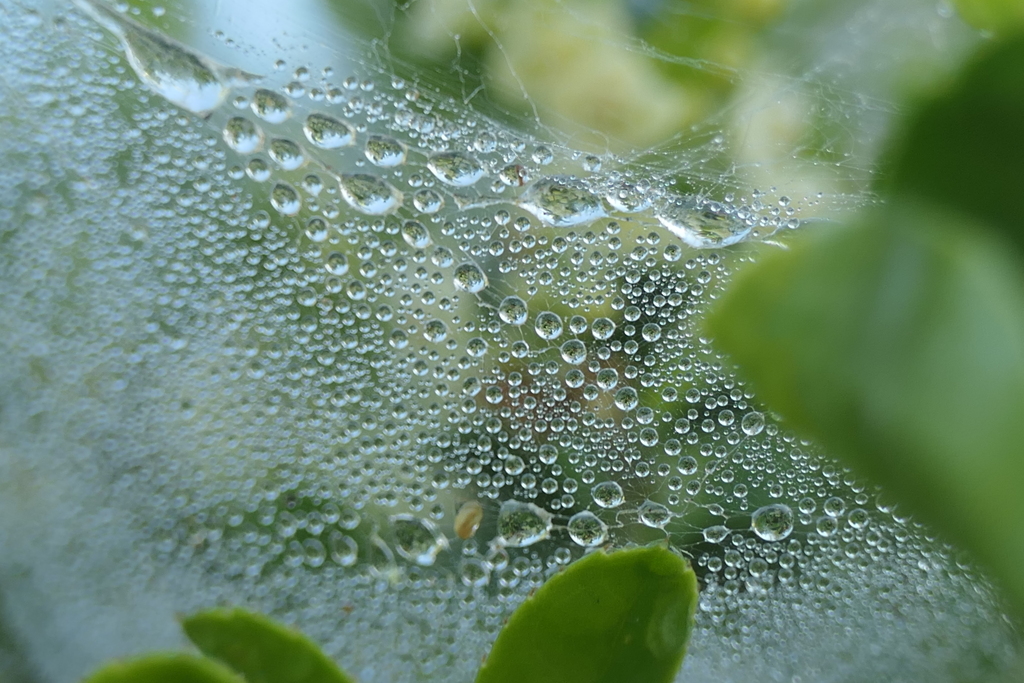P1068482　蜘蛛の糸と雫
