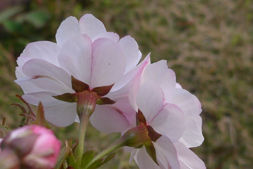 P1080275　八重桜