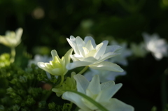 R0352391　隅田の花火