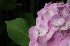 R0351345　名残…