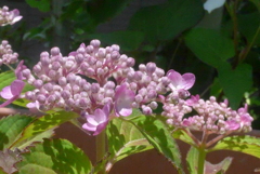 P1230184　小さなアジサイ