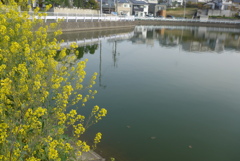 P1210785　池の端に咲く菜の花