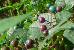 P1390153　カラフル～♪